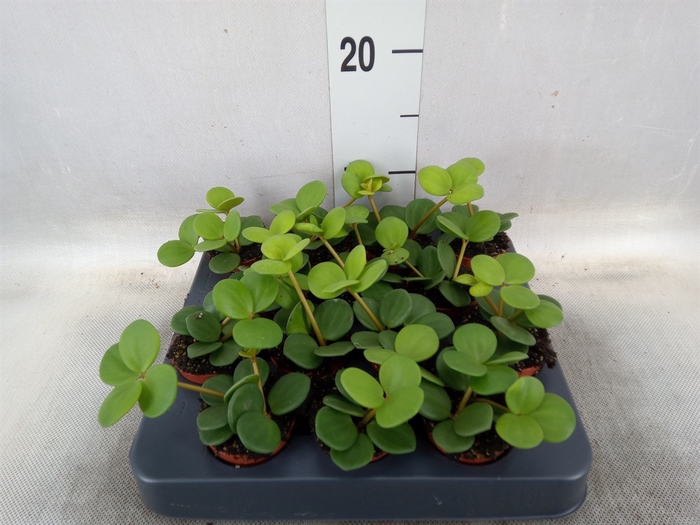 <h4>Peperomia tetraphylla 'Hope'</h4>