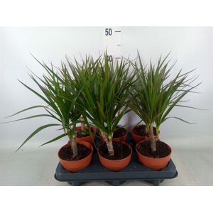 Dracaena marg.