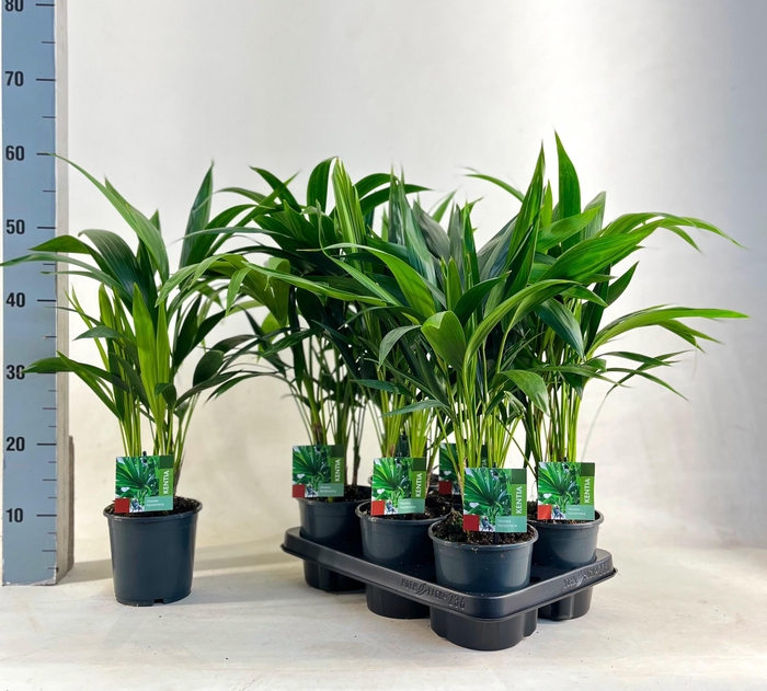 <h4>Kentia 13 cm sb 04</h4>