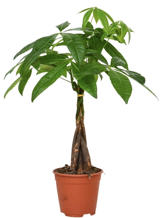 <h4>Pachira Aquatica 14 cm</h4>