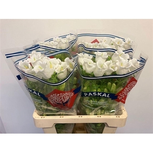 CAMP M CHAMPION WHIT