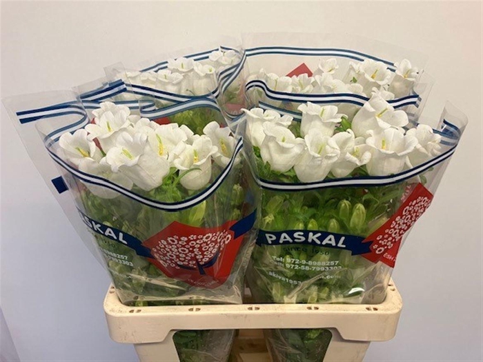 <h4>CAMP M CHAMPION WHIT</h4>