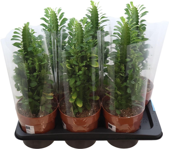 <h4>Euphorbia Trigona</h4>