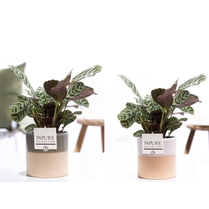 Ctenanthe Burle Marxii in P&PURE Tess ceramics ass.3