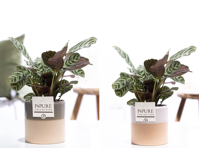 <h4>Ctenanthe Burle Marxii in P&PURE Tess 2 ceramics ass.3</h4>