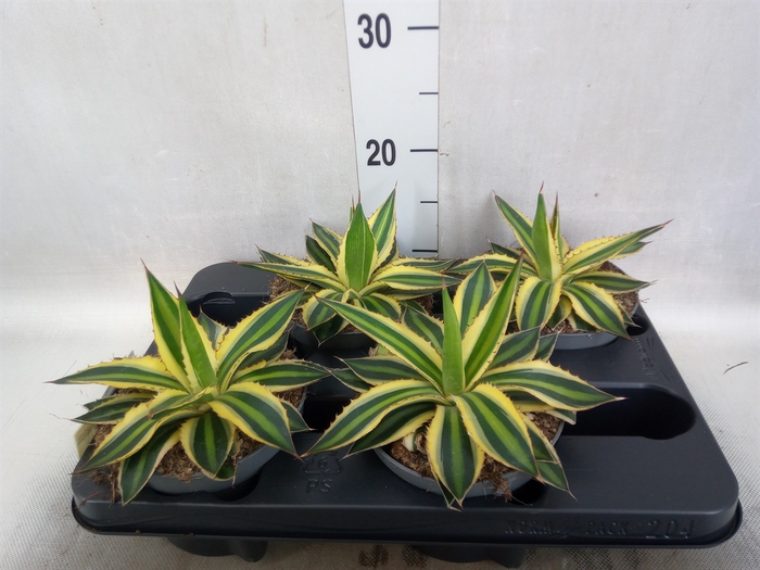 Agave lophantha 'Quadricolor'