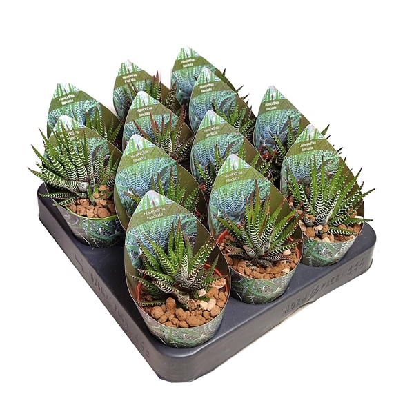 <h4>HAWORTHIA FASCIATA - POT Ø 6,5 WITH POTCOVER (SUCCULENTEN)</h4>