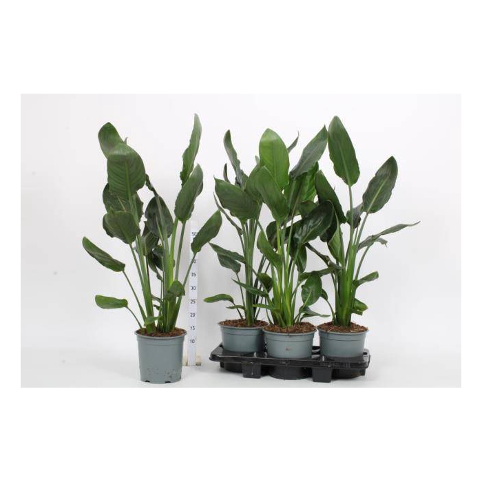 <h4>Strelitzia Reginae 19Ø 85cm 2pp</h4>