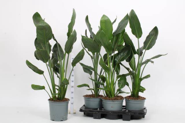 Strelitzia Reginae 19Ø 85cm 2pp