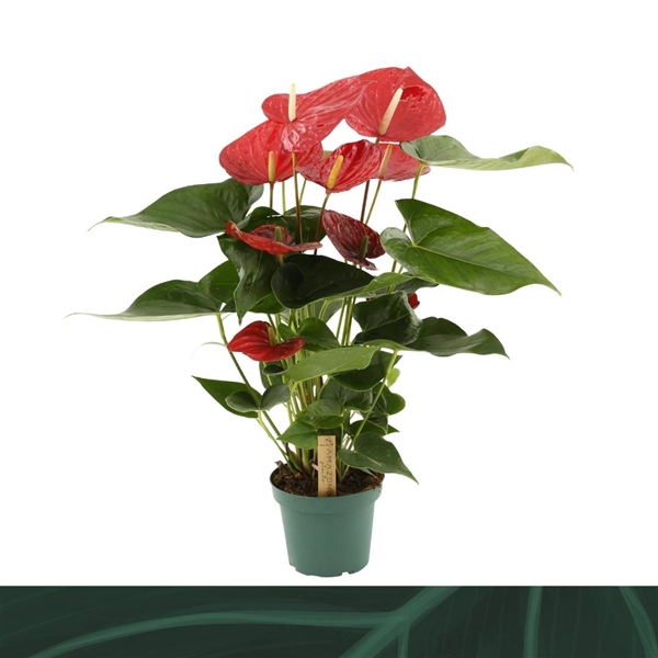 <h4>Anthurium Oklahoma 14cm</h4>