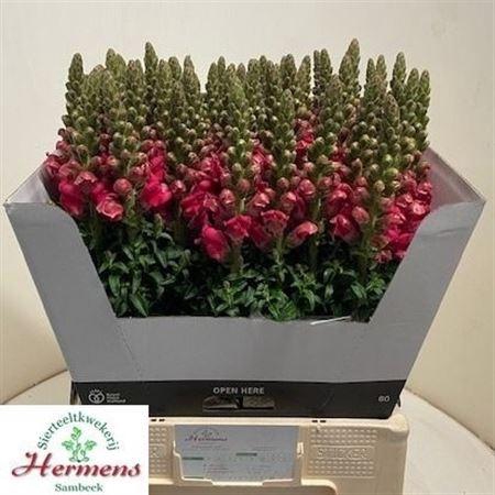<h4>Antir Potomac Cherry Rose</h4>