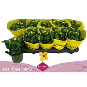 KAL EN SOLANA YELLOW