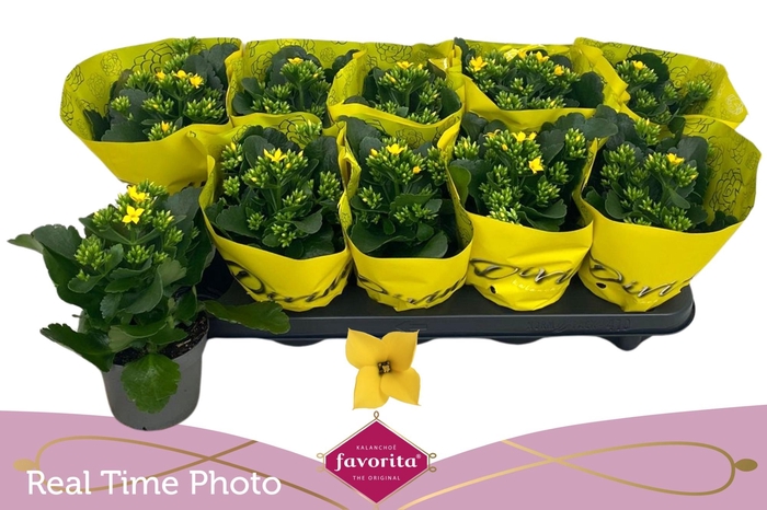 <h4>KAL EN SOLANA YELLOW</h4>