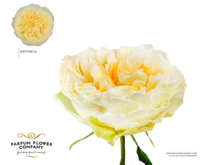 <h4>R Gr Garden Antonia Gardens</h4>