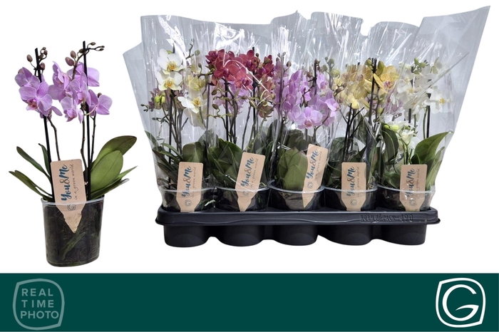 <h4>PHAL MF GEM 4 KL</h4>