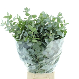 EUC CINEREA PER BOS