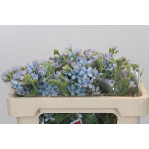 Oxypetalum Tweedia Blue