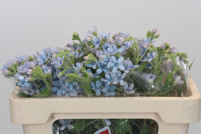 <h4>Oxypetalum Tweedia Blue</h4>