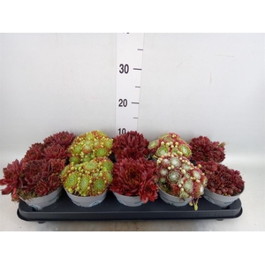 Sempervivum   ...