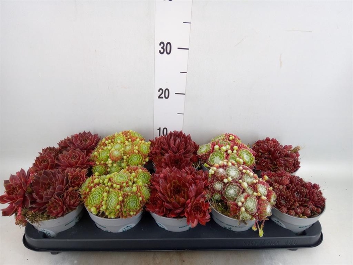 <h4>Sempervivum   ...</h4>
