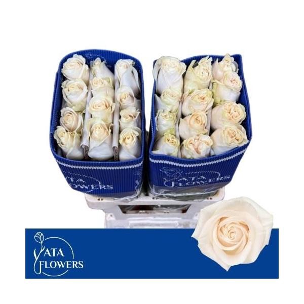 <h4>R Gr Vendela</h4>