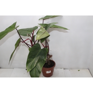 PHILODENDRON PAINTED LADY P17