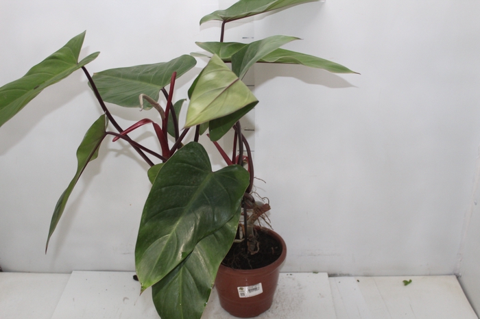 PHILODENDRON PAINTED LADY P17
