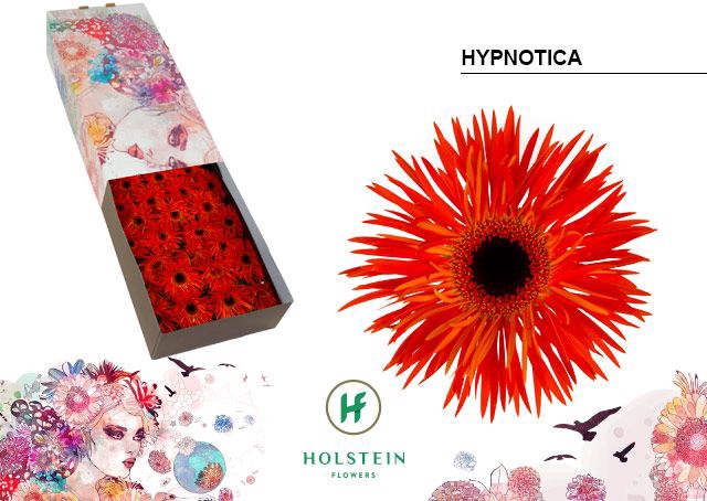 <h4>Gerbera Spider Hypnotica Doos</h4>