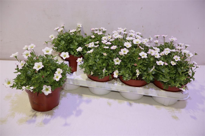 <h4>Saxif Ar Alp Rose</h4>