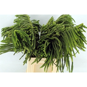 Araucaria Excelsa Medium Per Bunch