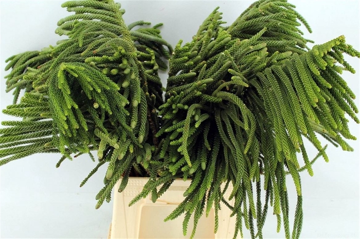 <h4>Araucaria Excelsa Large Per Bunch</h4>