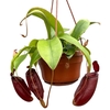 Nepenthes hangpot Monkey Jars Diana