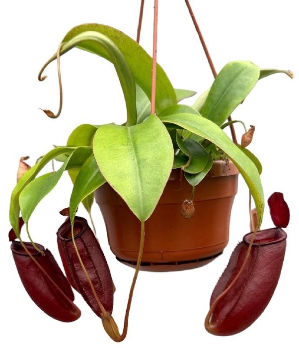 <h4>Nepenthes hangpot Monkey Jars Diana</h4>