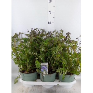 Polemonium caeruleum