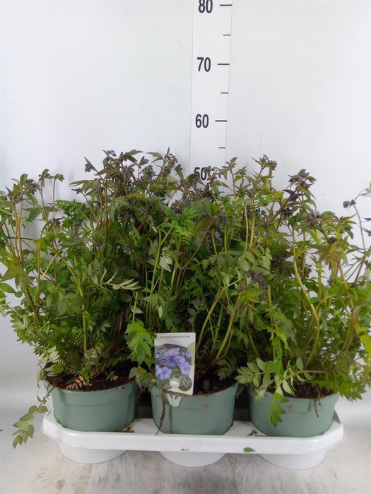 <h4>Polemonium caeruleum</h4>