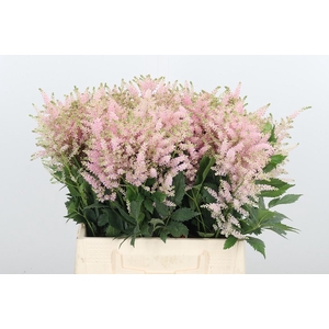 Astilbe Europa Roze