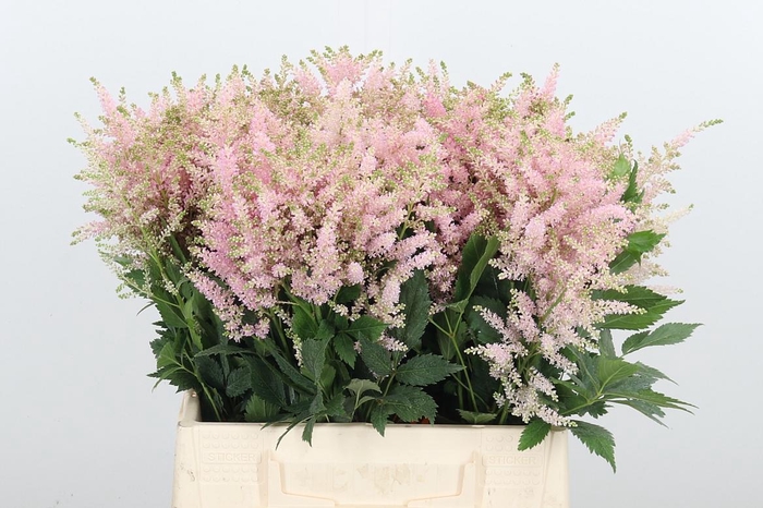 <h4>Astilbe Europa Roze</h4>