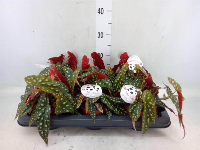 <h4>Begonia maculata</h4>