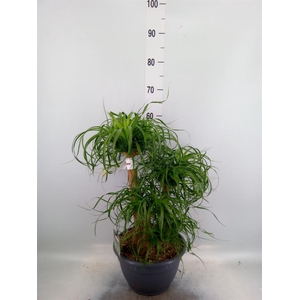 Beaucarnea recurvata
