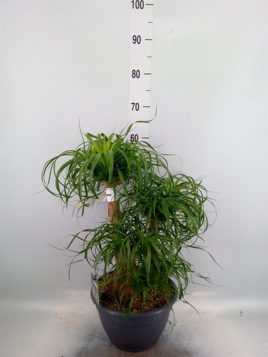 <h4>Beaucarnea recurvata</h4>