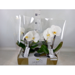 Phalaenopsis   ...white