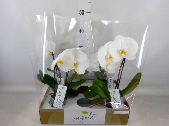 <h4>Phalaenopsis   ...white</h4>