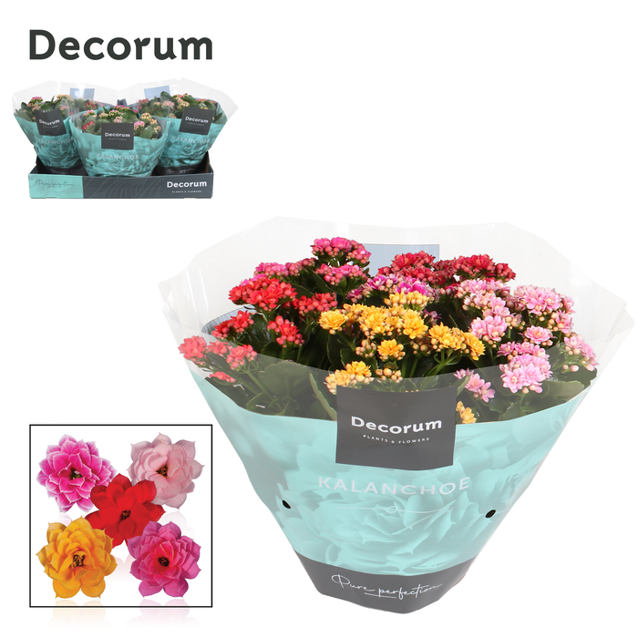 <h4>Kalanchoe Decorum Carnaval</h4>