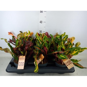 Codiaeum var. GR 'Mammi'