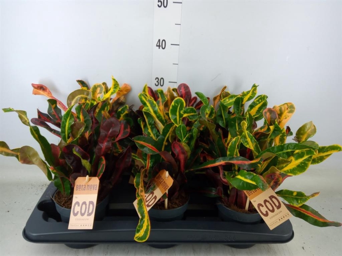 <h4>Codiaeum var. GR 'Mammi'</h4>