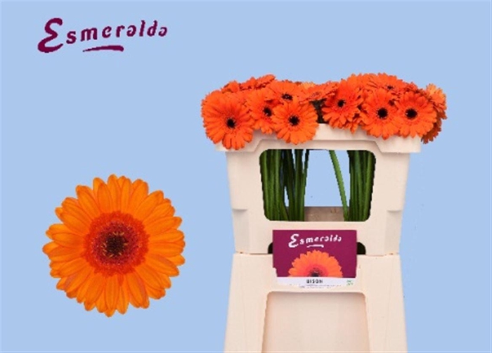 <h4>Ge Mi Bison Water</h4>