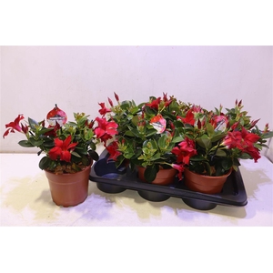 arr8 Mande Rio Petite Red