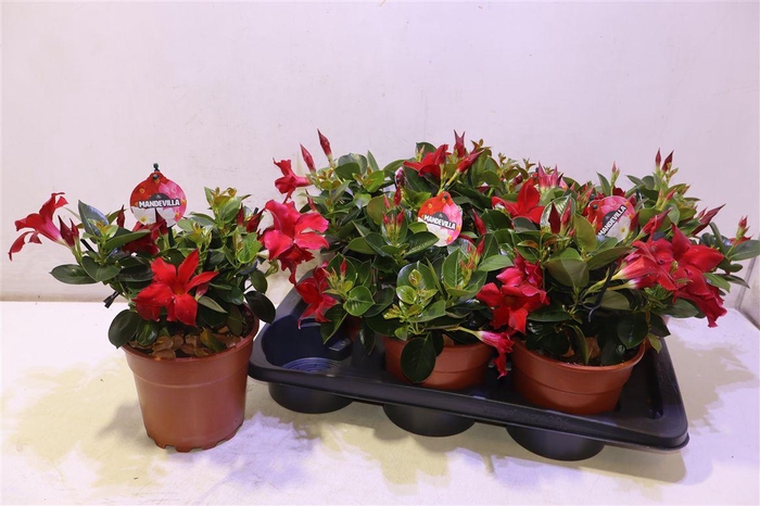 <h4>arr8 Mande Rio Petite Red</h4>