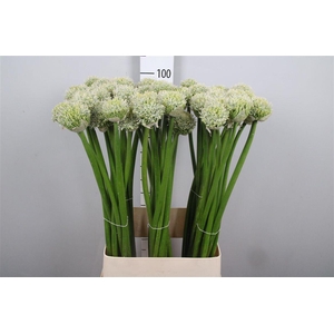 Allium White Giant