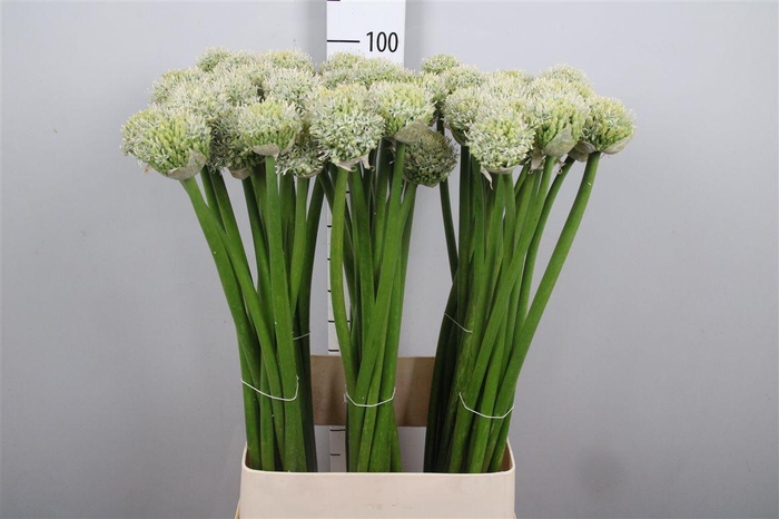 <h4>Allium White Giant</h4>